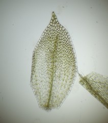 Aplodon wormskioldii