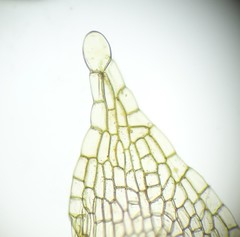 Aplodon wormskioldii