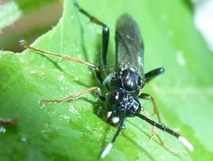 Tenthredo bipunctula