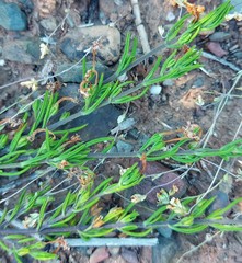 Teucrium africanum