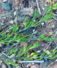 Teucrium africanum