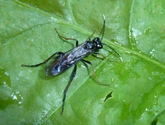 Tenthredo bipunctula