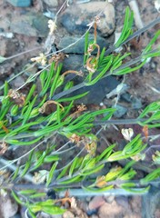 Teucrium africanum