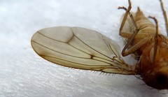 Suillia notata