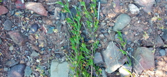 Teucrium africanum