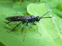 Tenthredo bipunctula