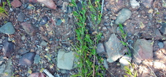 Teucrium africanum