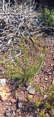 Teucrium africanum