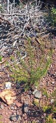 Teucrium africanum