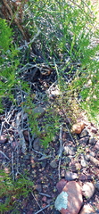 Teucrium africanum