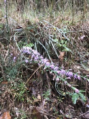 Liatris elegantula