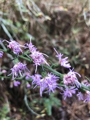 Liatris elegantula