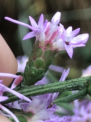 Liatris elegantula
