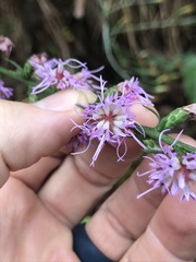 Liatris elegantula