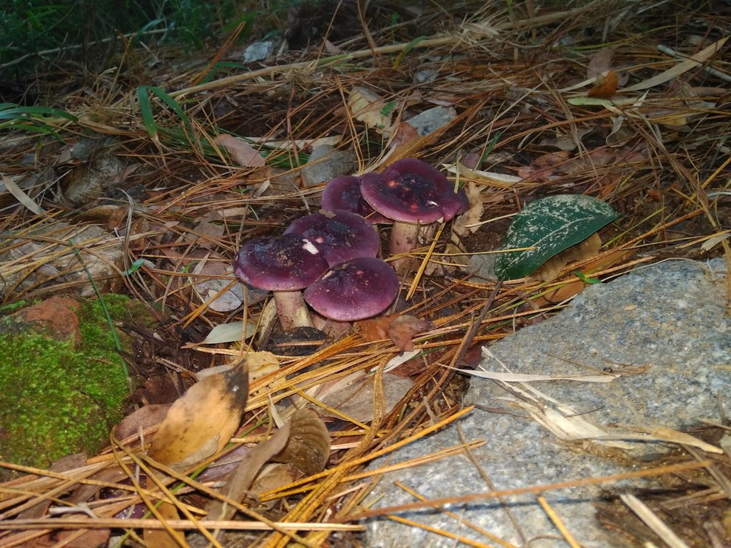 Russula sardonia · April 2018 · photo: © cristianriquelme (iNaturalist, cc-by)