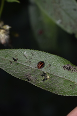 Toxotoma monovittata