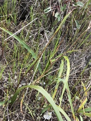 Calochortus tiburonensis