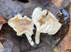 Cuphophyllus pratensis pallidus