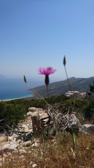 Crupina crupinastrum