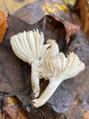 Cuphophyllus pratensis pallidus