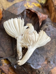 Cuphophyllus pratensis pallidus