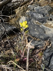 Castilleja kraliana