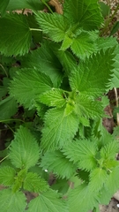 Urtica dioica