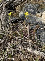 Castilleja kraliana