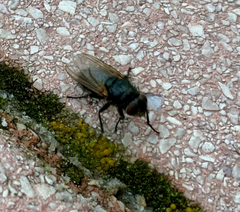 Polleniidae