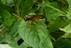 Tenthredo campestris