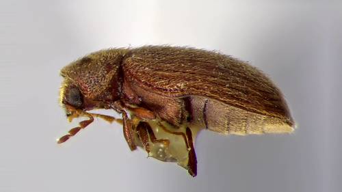 Drugstore beetle