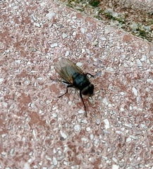 Polleniidae