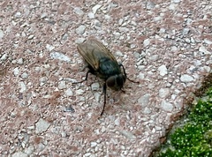 Polleniidae