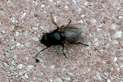 Polleniidae