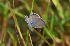 Euchrysops