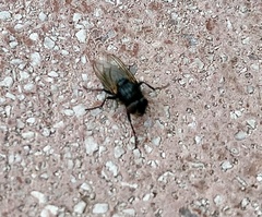 Polleniidae