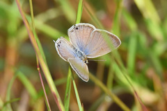 Euchrysops