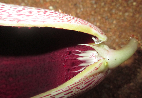 Ceropegia africana subsp. barklyi image