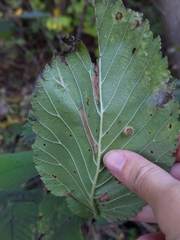 Phyllonorycter argentinotella