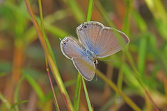 Euchrysops