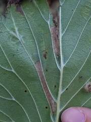 Phyllonorycter argentinotella
