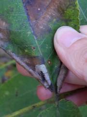Cameraria caryaefoliella