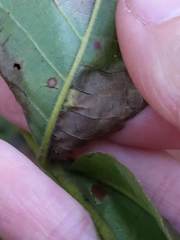 Cameraria caryaefoliella