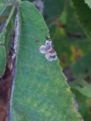 Cameraria caryaefoliella