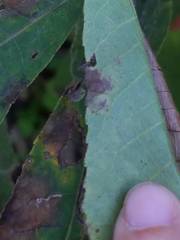 Cameraria caryaefoliella