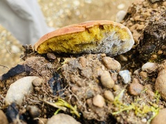 Xerocomellus atropurpureus