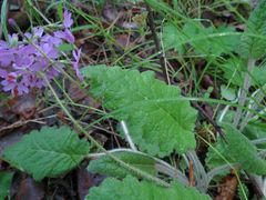 Primula sieboldii