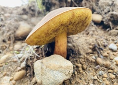 Xerocomellus atropurpureus