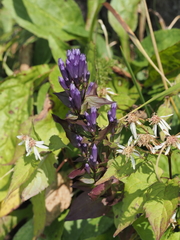 Gentianella quinquefolia