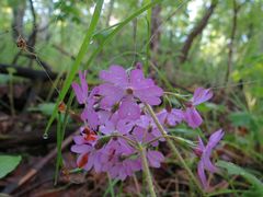 Primula sieboldii